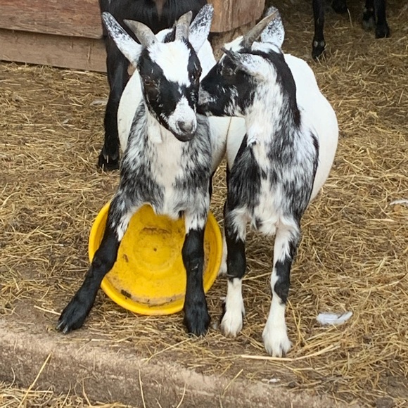 Meet your Posher, Jennifer - Picture 5 of 7